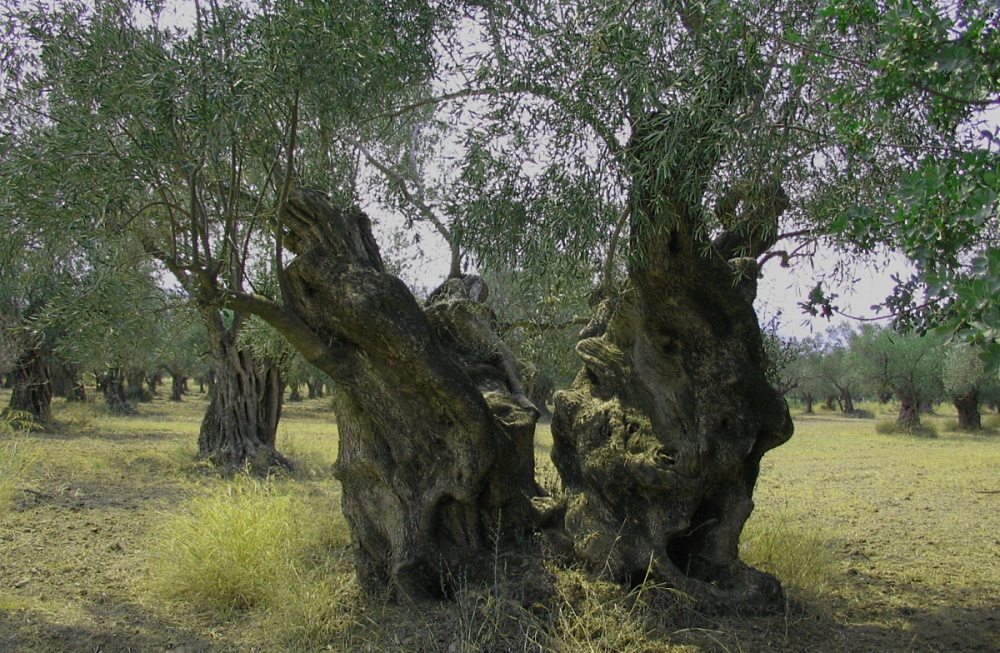 HEC Scholars The Blessed Olive Tree That Never Dies HEC Scholars